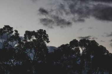 Hilal ay, okaliptüs ağacı ve bulutların üzerinden geçiyor Tazmanya, Avustralya 'da kışın çekilen bulutlar.