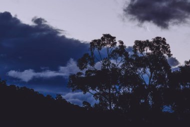 Hilal ay, okaliptüs ağacı ve bulutların üzerinden geçiyor Tazmanya, Avustralya 'da kışın çekilen bulutlar.