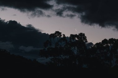 Hilal ay, okaliptüs ağacı ve bulutların üzerinden geçiyor Tazmanya, Avustralya 'da kışın çekilen bulutlar.