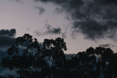 Hilal ay, okaliptüs ağacı ve bulutların üzerinden geçiyor Tazmanya, Avustralya 'da kışın çekilen bulutlar.