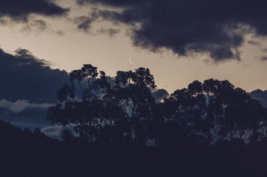 Hilal ay, okaliptüs ağacı ve bulutların üzerinden geçiyor Tazmanya, Avustralya 'da kışın çekilen bulutlar.