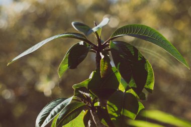 Frangipani bitkisinin pencerenin kenarındaki arka bahçedeki sığ arazide altın ışıkla çevrili.