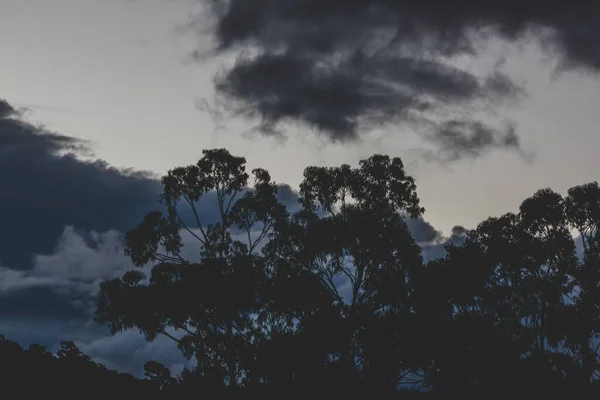 Hilal Okaliptüs Ağacı Bulutların Üzerinden Geçiyor Tazmanya Avustralya Kışın Çekilen — Stok fotoğraf