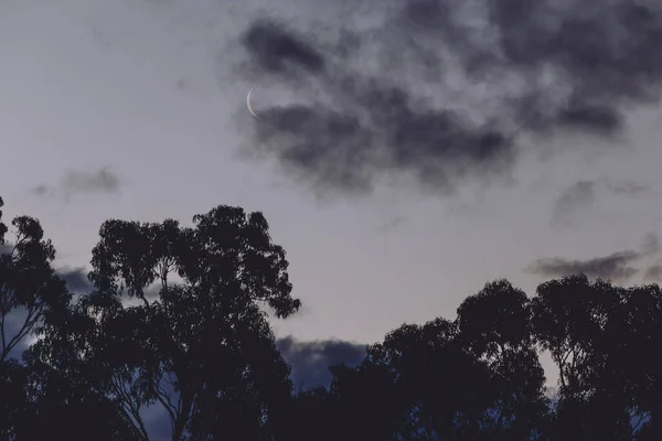 Ημισέληνο Πάνω Από Δέντρο Κόμμι Ευκαλύπτου Και Σύννεφα Που Περνούν — Φωτογραφία Αρχείου