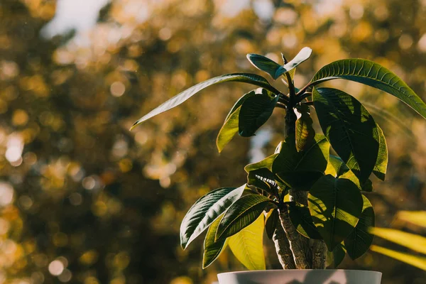 Frangipani bitkisinin pencerenin kenarındaki arka bahçedeki sığ arazide altın ışıkla çevrili.