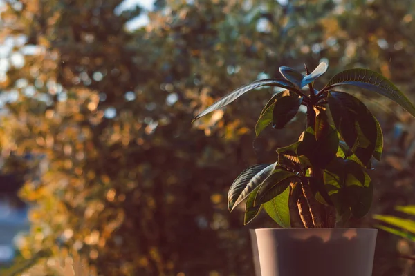 Frangipani bitkisinin pencerenin kenarındaki arka bahçedeki sığ arazide altın ışıkla çevrili.