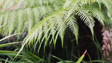 Avustralya yerlisi dianella otları sığ bir alanda güneşli bir arka bahçede çekildi.