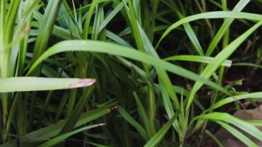 Avustralya yerlisi dianella otları sığ bir alanda güneşli bir arka bahçede çekildi.