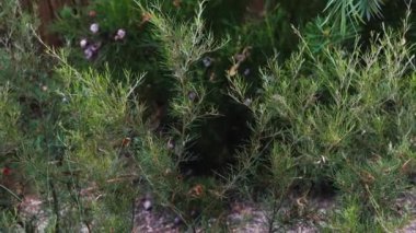 Yumuşak, güneşli arka bahçesi Callistemon ağacı ve bir sürü tropikal Avustralya yerel bitkisi ve sığ bir tarlada çekilmiş ağaç.