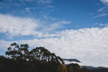 Sonbaharda Avustralya 'nın Tazmanya kentinde çekilen okaliptüs ağaçlarıyla dağlar üzerindeki bulutlar ve yoğun bitki örtüsü.
