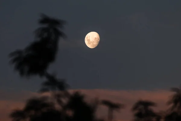 Lua Brilhando Sobre Galhos Árvores Entardecer Pôr Sol Tiro Austrália — Fotografia de Stock