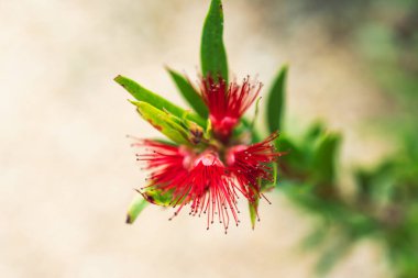 Yerli Avustralya Callistemon bitkisi açık havada küçük kırmızı çiçeklerle güzel bir tropikal arka bahçede sığ bir tarlada çekiliyor.