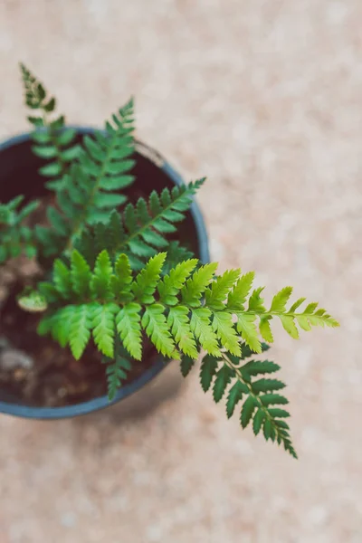 Nahaufnahme Einer Farnpflanze Mit Mehreren Blättern Die Verschiedene Richtungen Wachsen — Stockfoto