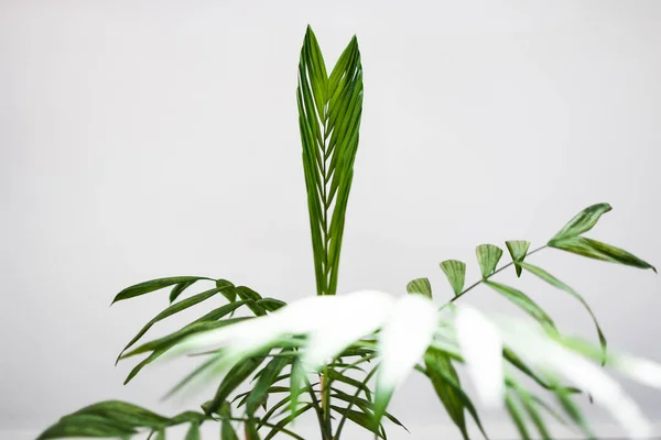 Close Parlour Palm Brand New Frond White Bakcground Shot Shallow — Stock Photo, Image