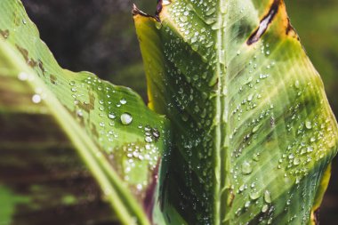 Yapraklarında yağmur damlaları parlayan muz bitkisinin yakın çekimi tropikal arka bahçede sığ bir tarlada çekiliyor.