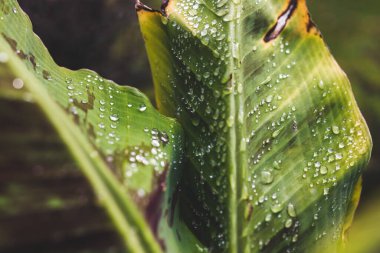 Yapraklarında yağmur damlaları parlayan muz bitkisinin yakın çekimi tropikal arka bahçede sığ bir tarlada çekiliyor.