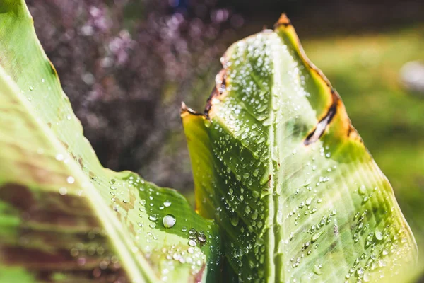 Yapraklarında yağmur damlaları parlayan muz bitkisinin yakın çekimi tropikal arka bahçede sığ bir tarlada çekiliyor.