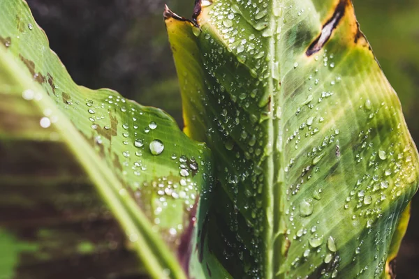 Yapraklarında yağmur damlaları parlayan muz bitkisinin yakın çekimi tropikal arka bahçede sığ bir tarlada çekiliyor.