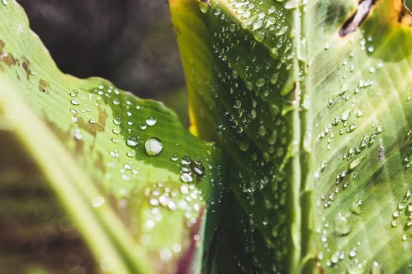 Yapraklarında yağmur damlaları parlayan muz bitkisinin yakın çekimi tropikal arka bahçede sığ bir tarlada çekiliyor.