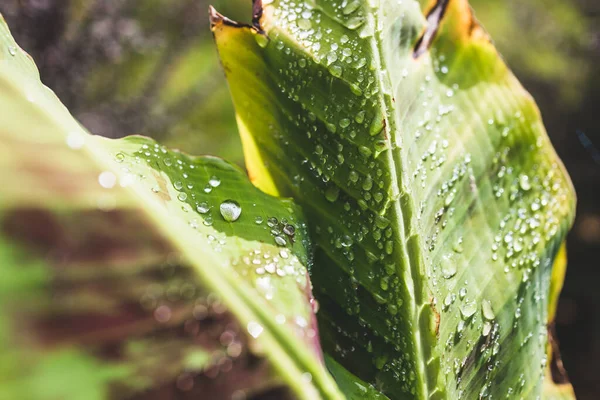 Yapraklarında yağmur damlaları parlayan muz bitkisinin yakın çekimi tropikal arka bahçede sığ bir tarlada çekiliyor.