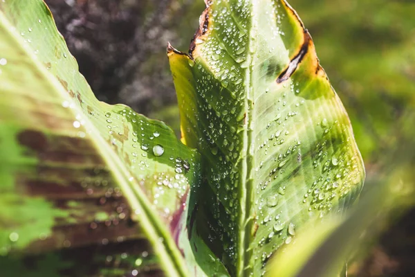 Primer Plano Planta Plátano Con Gotas Lluvia Que Brillan Sus — Foto de Stock