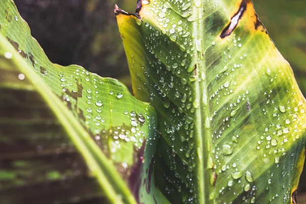 Yapraklarında yağmur damlaları parlayan muz bitkisinin yakın çekimi tropikal arka bahçede sığ bir tarlada çekiliyor.