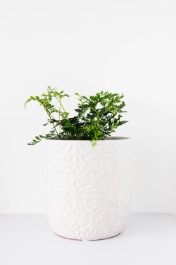 Beyaz duvarlarla çevrili, kapalı alanda küçük eğreltiotu bitkisi. Minimalist kompozisyon, kapalı alanda bahçe işleri ve ev bitkileriyle ilgilenme kavramı.