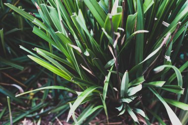 Hurma ağaçları, eğreltiotları ve bir sürü tropikal bitkileri olan cennet bahçeleri, bahçe işleri ve bitkilerle ilgilenme kavramları.