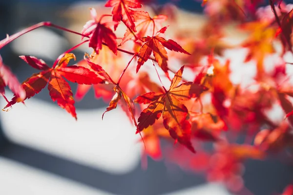 Rote Japanische Ahornpflanze Freien Sonnigen Hinterhof Nahaufnahme Extrem Geringer Schärfentiefe — Stockfoto