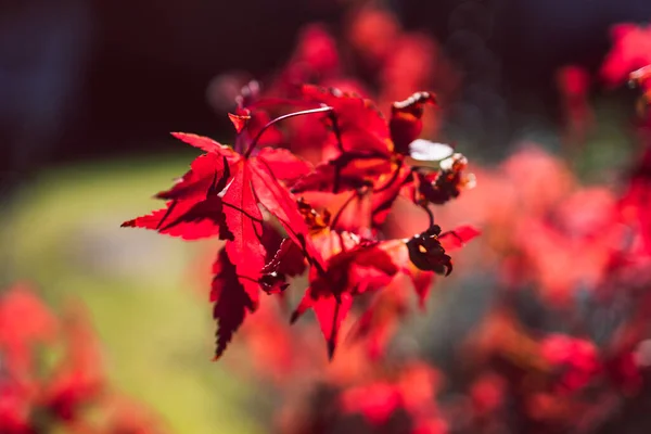 Červená Japonská Javor Rostlina Venkovní Zářící Slunci Zblízka Záběr Extrémně — Stock fotografie