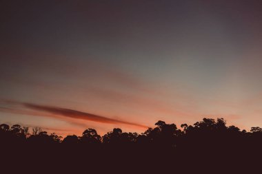 Kışın Tazmanya 'da çekilen okaliptüs ağacı siluetleriyle dağların üzerinde görkemli pembe günbatımı.