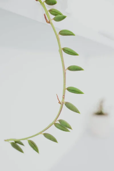 Senecio Succulent Plant White Pot Indoor Shelf Surrounded White Walls — Stock Photo, Image