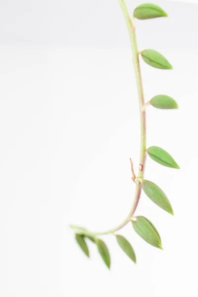 Senecio Succulent Plant White Pot Indoor Shelf Surrounded White Walls — Stock Photo, Image