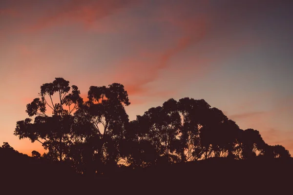 Величний Рожевий Захід Сонця Над Горами Евкаліптами Дерев Яними Силуетами — стокове фото
