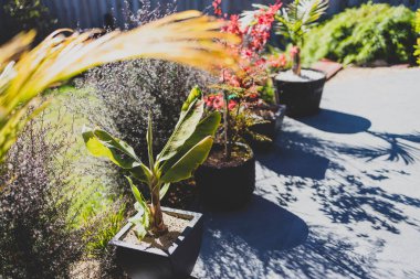 Avustralya 'da birçok tropik bitkinin vurulduğu cennet bahçesinde kırmızı Japon akçaağacı ve palmiye ağaçları.
