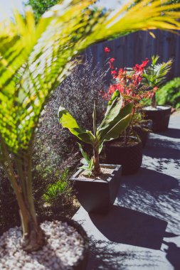 Avustralya 'da birçok tropik bitkinin vurulduğu cennet bahçesinde kırmızı Japon akçaağacı ve palmiye ağaçları.