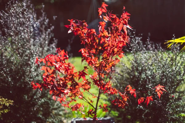 Červená Japonské Javory Palmy Idylické Slunné Dvoře Spoustou Tropických Rostlin — Stock fotografie