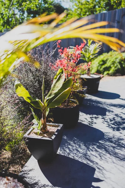 Avustralya 'da birçok tropik bitkinin vurulduğu cennet bahçesinde kırmızı Japon akçaağacı ve palmiye ağaçları.