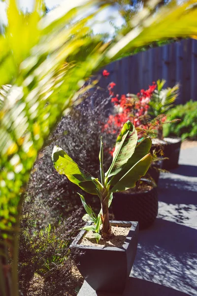 Red Japanese Maple Palm Trees Idyllic Sunny Backyard Lots Tropical — Stock Photo, Image