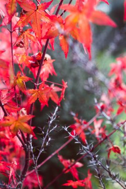 Kırmızı Japon akçaağaç bitkisi ve Yeni Zelanda çay çalısı güneşli arka bahçede, sığ alan derinliğinde yakın çekim.