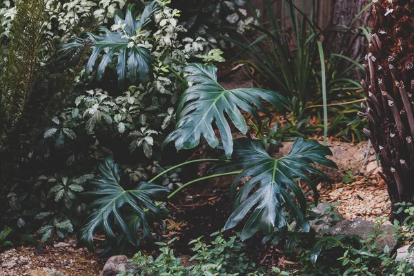 Philodendron plant in idyllic sunny backyard with lots of tropical Australian native plants and ferns, edited with deep green tones