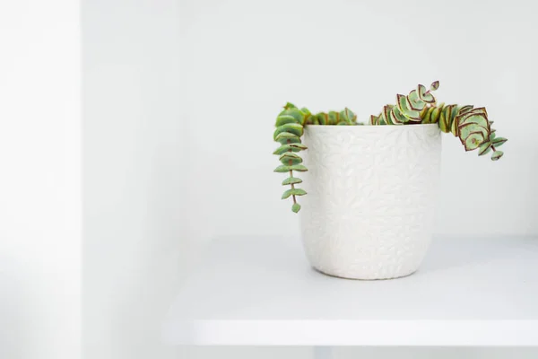 Crassula Succulent Plant White Pot Indoor Shelf Surrounded White Walls — Stock Photo, Image