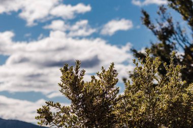 Yeni Zelanda 'da güzel gökyüzü ve arka planda dağları olan bir Noel çalısı, sığ bir alan derinliğinde telefoto çekimi