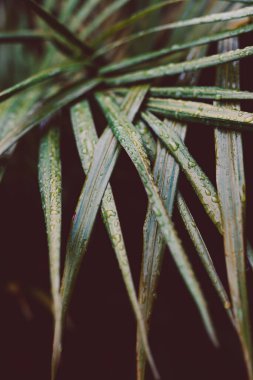 Tropik bir fırtınadan kalma yağmur damlalarıyla dolu palmiye yaprakları, son derece sığ alan derinliğine yakın çekim