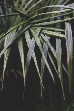 Tropik bir fırtınadan kalma yağmur damlalarıyla dolu palmiye yaprakları, son derece sığ alan derinliğine yakın çekim