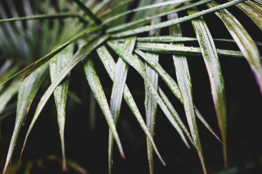 Tropik bir fırtınadan kalma yağmur damlalarıyla dolu palmiye yaprakları, son derece sığ alan derinliğine yakın çekim