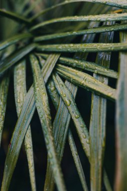 Tropik bir fırtınadan kalma yağmur damlalarıyla dolu palmiye yaprakları, son derece sığ alan derinliğine yakın çekim