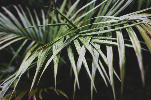 Tropik Bir Fırtınadan Kalma Yağmur Damlalarıyla Dolu Palmiye Yaprakları Son — Stok fotoğraf