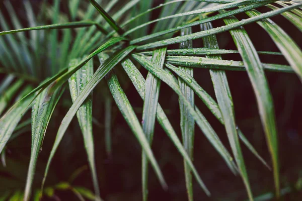 Tropik bir fırtınadan kalma yağmur damlalarıyla dolu palmiye yaprakları, son derece sığ alan derinliğine yakın çekim