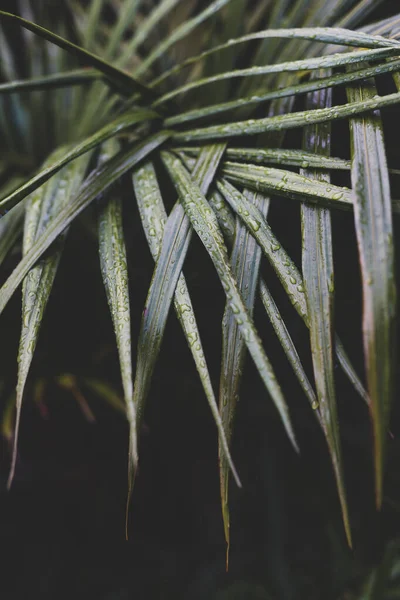 Tropik bir fırtınadan kalma yağmur damlalarıyla dolu palmiye yaprakları, son derece sığ alan derinliğine yakın çekim